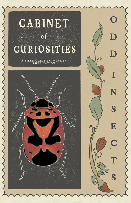 Cabinet of Curiosities Vol #2